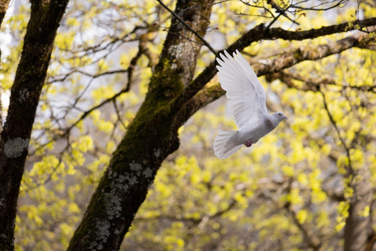 Foto: Grey 85 via Pixabay